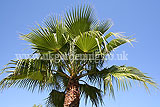 Washingtonia robusta (Fan palm)