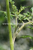 Pinching out side shoots from cordon tomatoes (1)