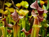 Sarracenia (North American pitcher plant)