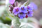 Pulmonaria officinalis - Common lungwort, spotted dog, soldiers and sailors, Jerusalem cowslip