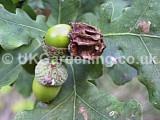 Quercus robur (Common oak) with Knopper oak gall caused by the wasp Cynips calicis