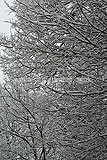 Quercus robur (Oak, English oak, Common oak) covered with a blanket of snow