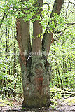 Quercus robur (Oak) tree