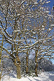 Quercus robur (Common oak) - covered in snow