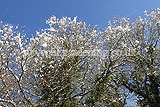 Quercus robur (Common oak) - covered in snow