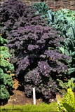 Brassica oleracea Acephala Group (Red Curly Kale)
