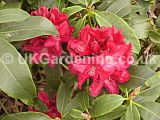 Rhododendron 'Hugh Koster'