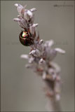 Chrysolina americana (rosemary beetle) on lavender flower stem