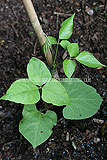 Phaseolus vulgaris (Runner bean)
