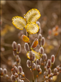 Salix caprea Goat willow, pussy willow, great sallow (male catkins)