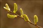 Salix caprea Goat willow, pussy willow, great sallow (female catkins)