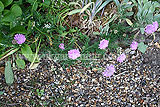 Scabiosa (Scabious, Pincushion flower)