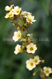 Sisyrinchium striatum (Satin flower, Mexican satin flower, pale yellow-eyed grass)