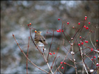 Song thrush sitting on vibunum in the snow
