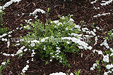 Spiraea nipponica 'Snowmound' (Bridal wreath)