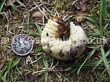 Stag beetle (Larva,grub)