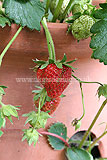 Strawberry - ripening fruit
