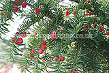 Taxus baccata (Yew)
