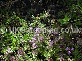 Bumble bee on Thymus vulagris (Thyme)