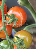 Solanum lycopersicum (Tomato) 'Gardener's Delight' - fruit splitting