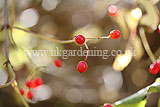 Viburnum opulus (Guelder Rose) berries