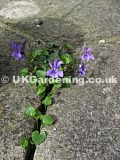 Viola odorata (Sweet violet , pansy)