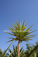 Yucca aloifolia (Spanish bayonet)