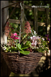 Planting up a winter hanging basket with Skimmia japonica, cyclamen, pansies and primulas