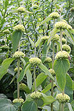 Phlomis russeliana (Turkish Sage)